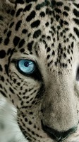 descargar wallpaper de animales